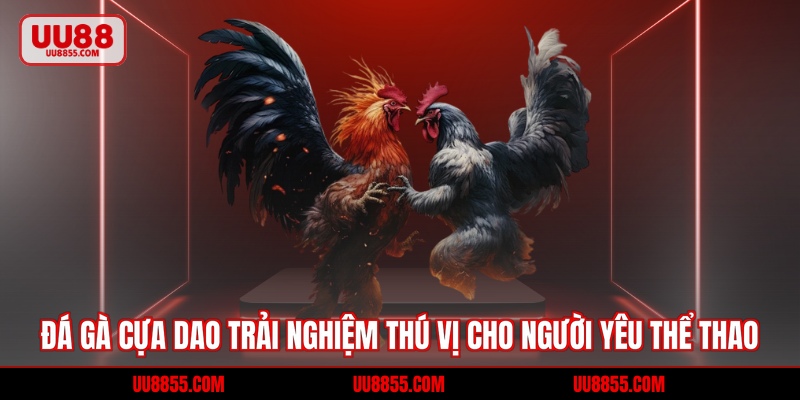 Đá Gà Cựa Dao Trải Nghiệm Thú Vị Cho Người Yêu Thể Thao