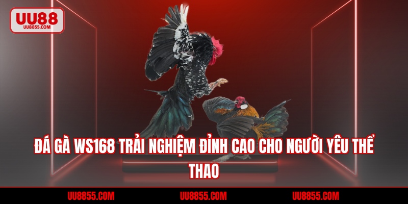 Đá Gà WS168 - Trải Nghiệm Uy Tín Cho Người Yêu Cá Cược
