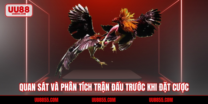 Phân tích trận đấu đá gà